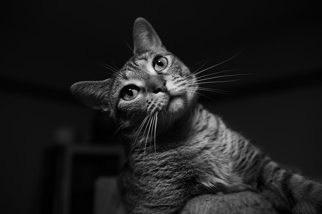 SIGMA sd Quattro - monochrome cat