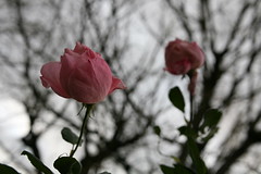 Rose avant l-hiver - Photo of Brignais