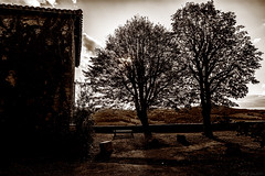 Auprès de mon arbre... - Photo of Castelnau-de-Montmiral