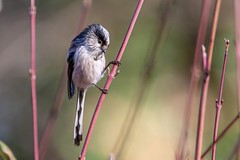 Long-tailed tit - Photo of Andilly