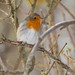 Red Robin #best_birds_planet #planet #birdphotography #naturephotography #birds #wildlifephotography #wings #birdphotography #birdextreme #naturelovers #photographer #colors #instagram #wildgeography #birdsofinstagram #color #nature #birdwatching #bird #w