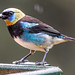 Golden-hooded Tanager.