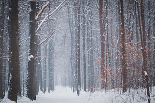 Welcome to the winter forest.
