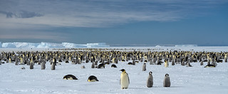 Emperor Penguin colony at Atka Bay Antarctica