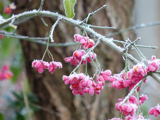 Snow on Spindle Tree