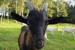 Goat - Photo of Vilsberg