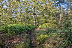 Forest path - Photo of Hattmatt