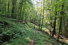 Forest path near la Petite-Pierre - Photo of Puberg