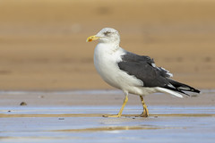 Lesser black-backed gull - Photo of Saint-Urbain