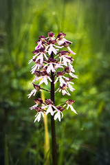 Orchid - Photo of Biesheim