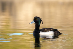 Tufted duck - Photo of Domont