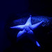 Starfish: Under interesting light . . .