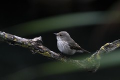 Spotted flycatcher - Photo of Domont