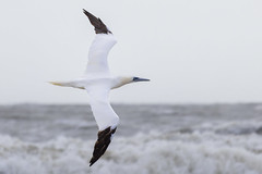 Northern gannet - Photo of Le Perrier