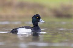 Tufted duck - Photo of Montlignon