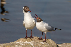 Black-headed gull