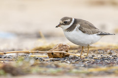 Common ringed plover - Photo of Le Perrier