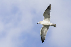 Herring gull - Photo of Andilly