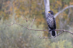 Great cormorant - Photo of Andilly