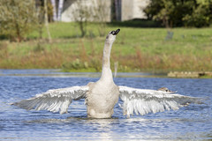 Mute swan - Photo of Tigery