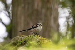 Long-tailed tit - Photo of Andilly