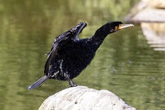 Great cormorant - Photo of Saint-Leu-la-Forêt