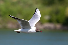Black-headed gull - Photo of Bonneuil-en-France