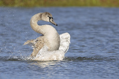 Mute swan - Photo of Coubert