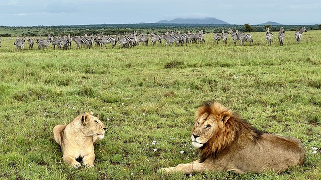  "Afrika pur", hier auf Safari in der Serengeti. Foto: Stefan Härter. 