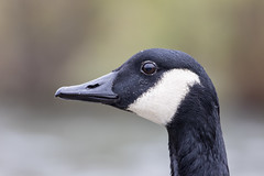 Canada goose - Photo of Domont