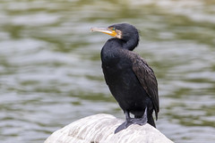 Great cormorant - Photo of Le Plessis-Bouchard