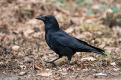 Carrion crow - Photo of Saint-Leu-la-Forêt