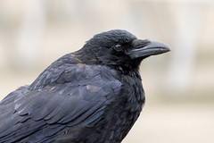 Carrion crow - Photo of Le Plessis-Bouchard