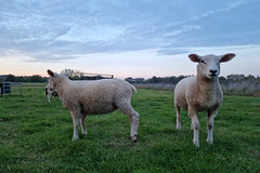 Sheep - Photo of Breistroff-la-Grande
