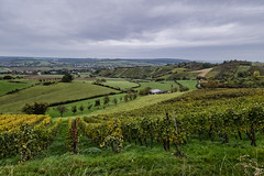 Vineyards near Erpeldange