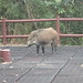 A Little boar  is wandering