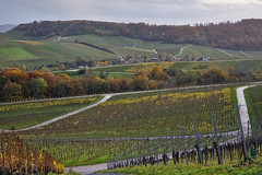 Moselle vineyards near Wellenstein