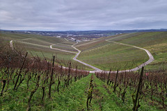 Moselle vineyards near Schengen