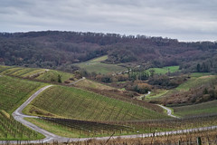 Moselle vineyards near Schengen - Photo of Hunting
