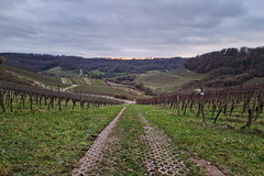 Moselle vineyards near Schengen - Photo of Hunting