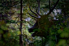 Dans la forêt - Photo of Morez