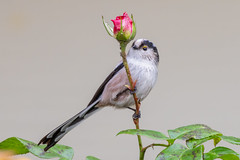 Long-tailed tit - Photo of Herblay