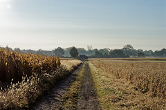 The hut in the fields - Photo of Huttenheim