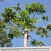 Papaya Tree