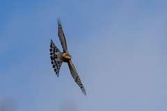 Eurasian sparrowhawk - Photo of Pontoise