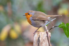 European robin - Photo of Herblay