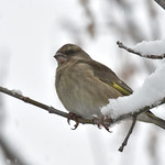 Grünfink Weibchen auf einem schneebedeckten Ast