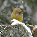 Grünfink Männchen im Winter