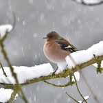 Buchfink Männchen bei Schneefall auf einem Ast