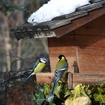 "Small Talk" am Vogelhaus im Winter (Kohlmeise u. Blaumeise)